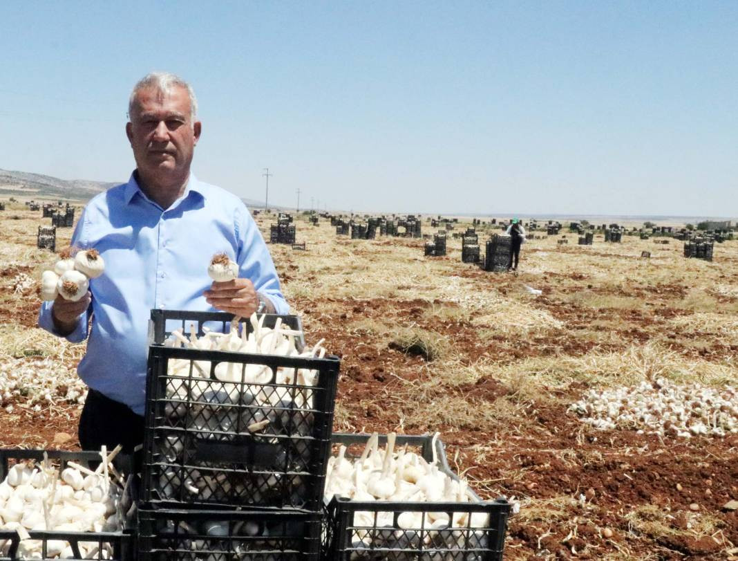 Tarlada 50 markette 100 lira! 8 bin işçiyle hasadı başladı - Resim: 7